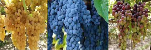 Different Types of Yemeni Grapes