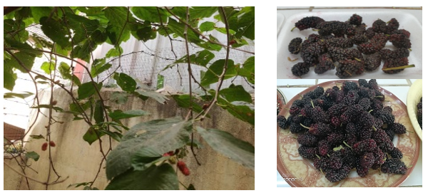 Yemeni Mulberry Trees and Mulberry Ripe Fruits