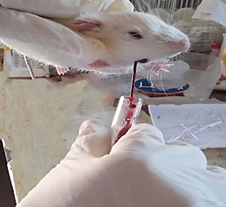 Collecting blood samples  from the orbital sinus