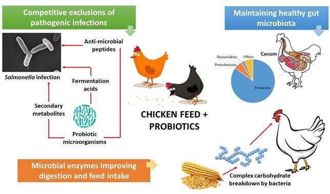 Mechanisms of Probiotics in Poultry Gut Health