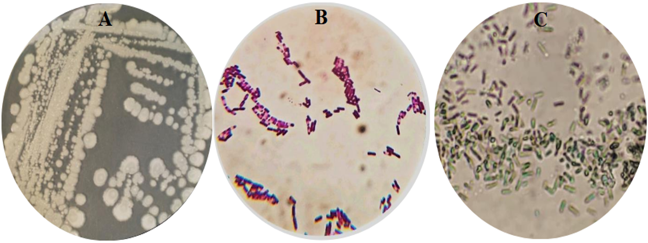 Phenotypic characterization of Bacillus spp. a. Bacillus sp. growth on NA b. Gram stain (100× magnification), c. Malachite green staining shows endospore.